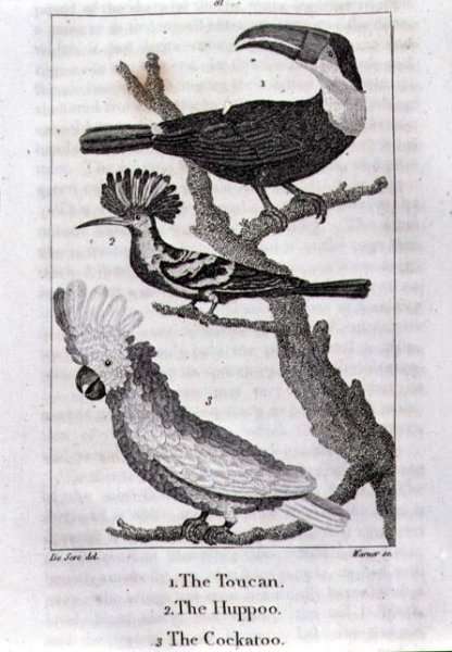 The Toucan, The Huppoo and The Cockatoo, from A History of the Earth and Animated Nature, by Oliver Goldsmith, published in London, 1816 by Romanticism
