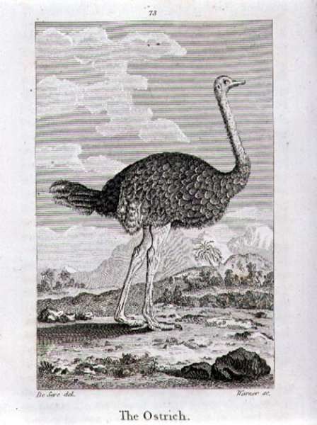 The Ostrich, from A History of the Earth and Animated Nature, by Oliver Goldsmith, published in London, 1816 by Romanticism