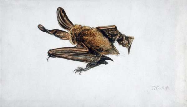 A Bat by Romanticism