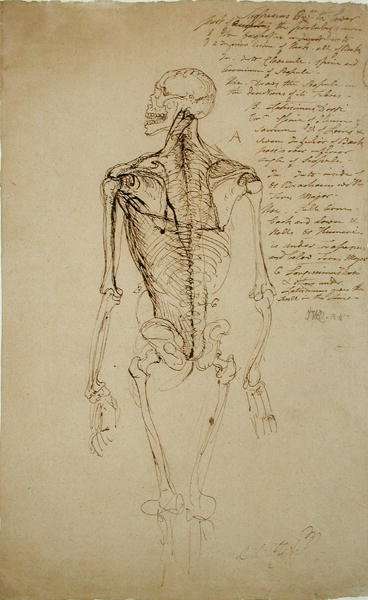 Drawing of a Mans Skeleton by Romanticism