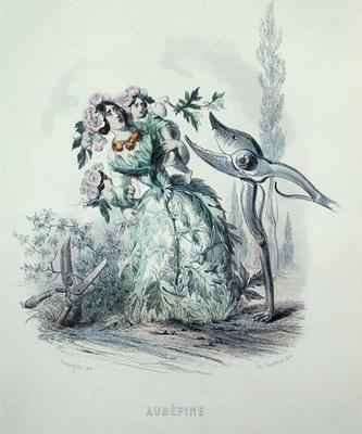 The Hawthorn by Romanticism