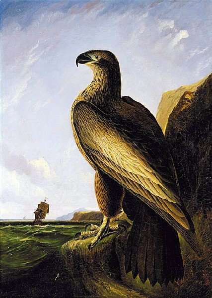 Washington Sea Eagle by Romanticism