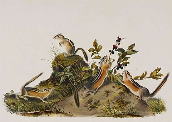 Four Striped Ground Squirrell Tamias Quadivittatus by Romanticism