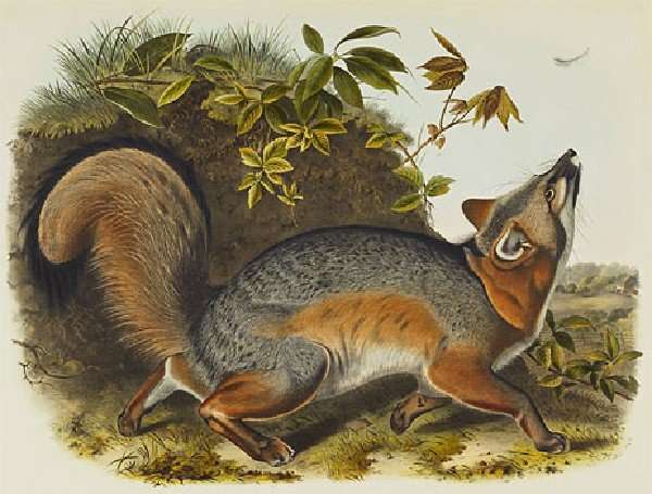 Grey Fox by Romanticism