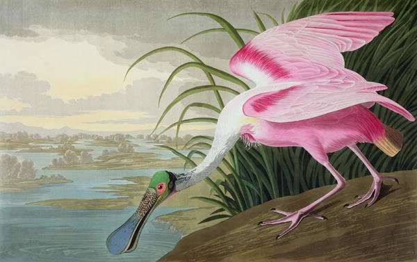 Roseate Spoonbill, Platalea leucorodia, 1836 by Romanticism