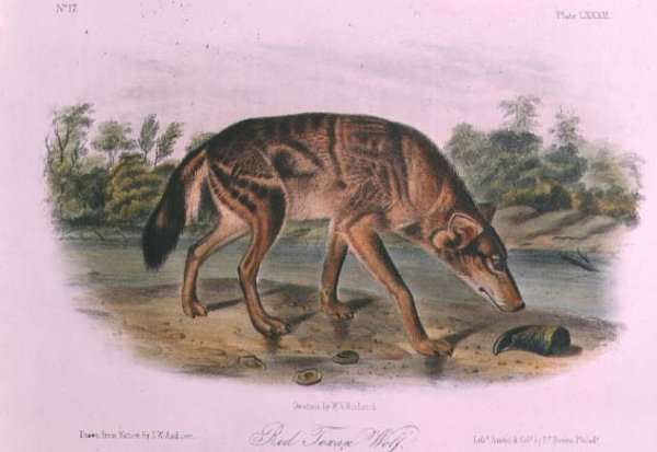 Red Wolf from Quadrupeds of North America by Romanticism