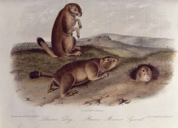 Prairie Dog from 'Quadrupeds of North America', 1842-45 by Romanticism