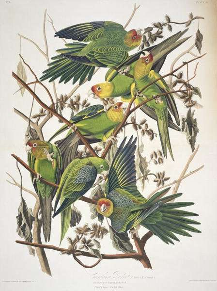 Carolina Parakeet, from 'Birds of America', 1829 by Romanticism