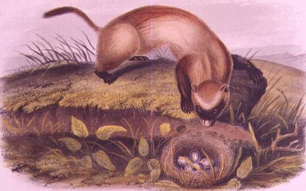 Black-footed Ferret from Quadrupeds of North America by Romanticism