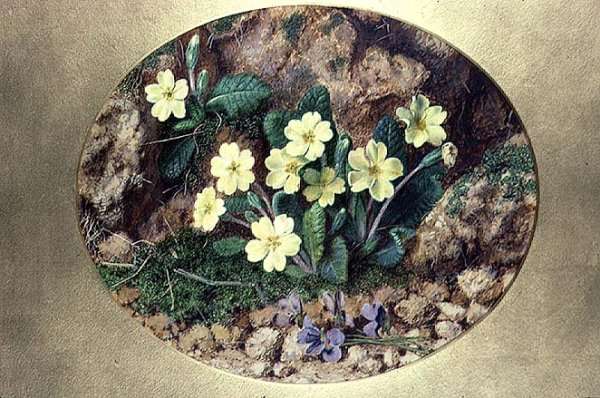 Primroses and Violets by Romanticism