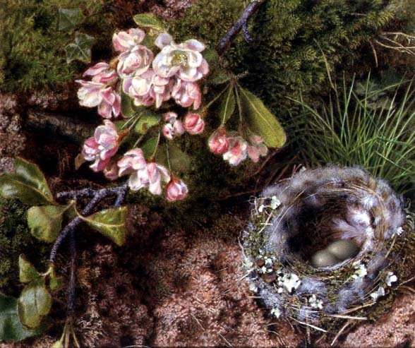 A Birds Nest and Apple Blossom by Romanticism