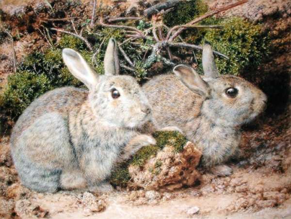 Two Rabbits by Romanticism