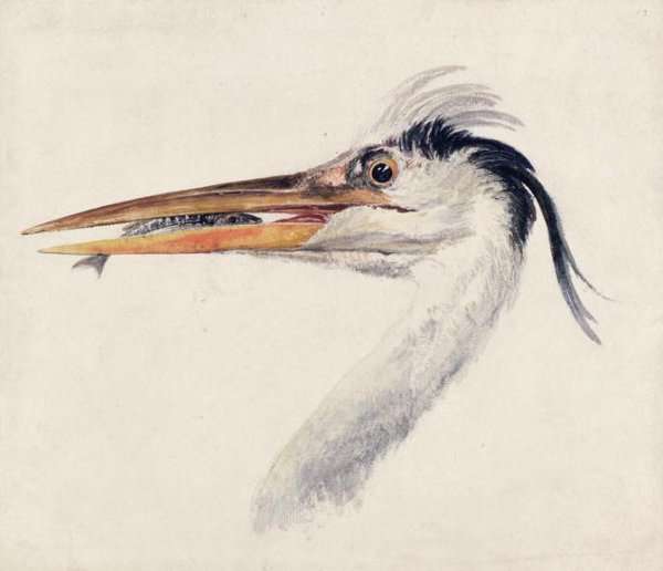 Heron with a fish by Romanticism