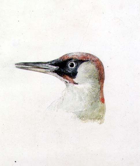 Woodpecker, from The Farnley Book of Birds, c.1816 by Romanticism