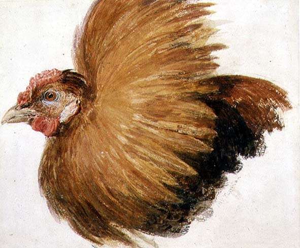 Game-Cock, from The Farnley Book of Birds, c.1816 by Romanticism