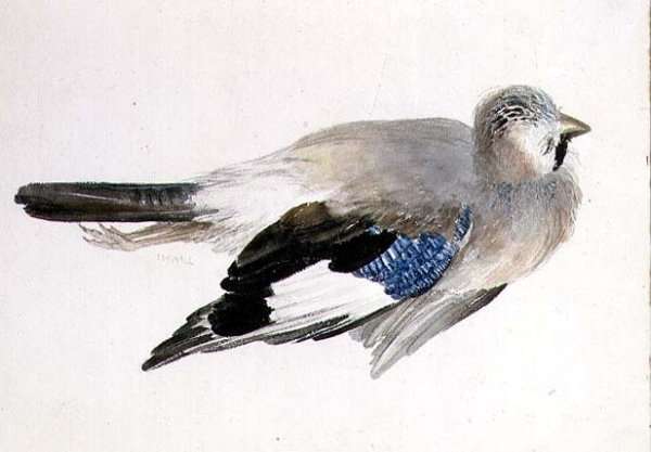 Jay, from The Farnley Book of Birds, c.1816 by Romanticism