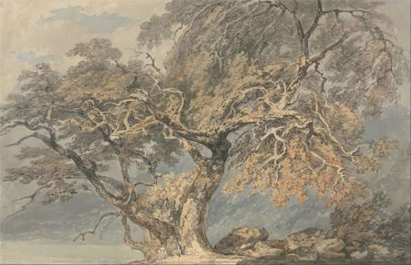 A Great Tree, c.1796 by Romanticism