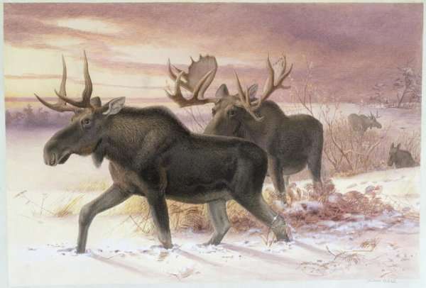 Elk, Family Cervidae (deer), 14th October 1850 by Romanticism
