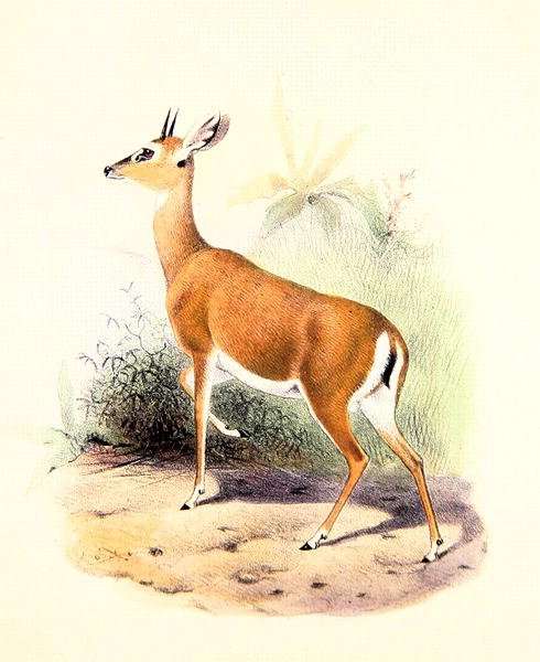 Antelope, from The Book of Antelopes 2 by Romanticism