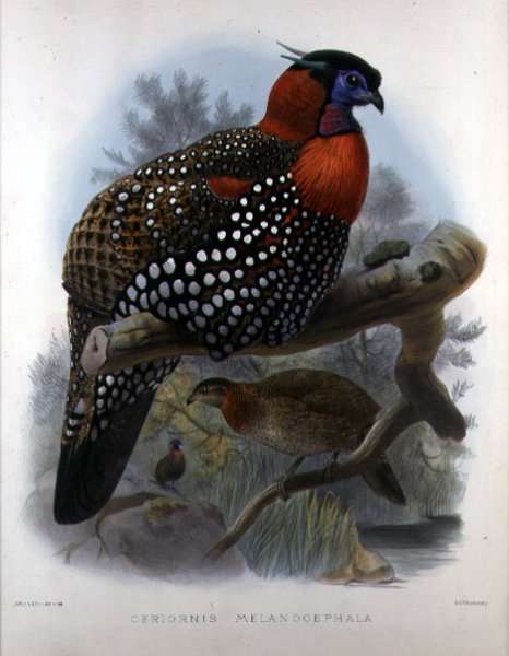 Crimson bellied Tragopan, engraved by M. & N. Hanhart, 1870-72 by Romanticism