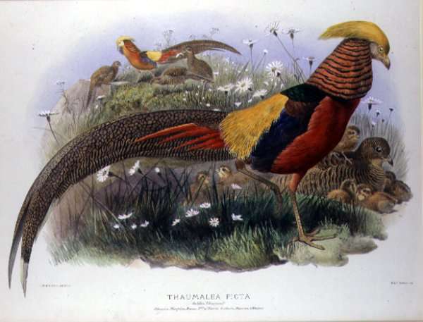 Thaumalea picta by Romanticism