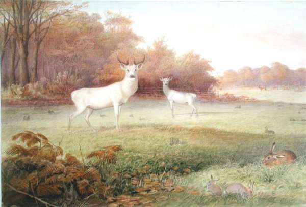 Cervus elaphus (White Variety), from The Knowsley Menagerie, October 24th 1850 by Romanticism