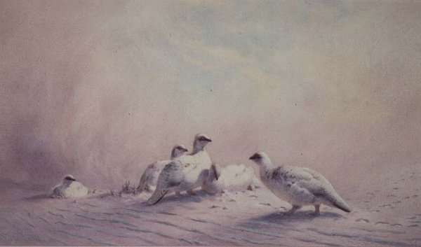 Ptarmigan, Winter, 1873 by Romanticism