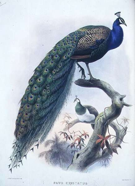Pavo cristatus (Common Peafowl) plate 3 from Vol I of 'Monograph of Phasianide or Family of Pheasants', engraved by the artist and J. Smit, pub. by D.G. Elliot, 1872 by Romanticism