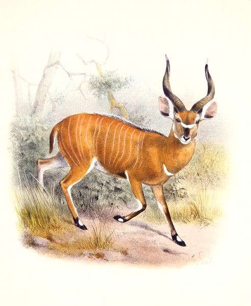 The Broad Horned Antelope, from The Book of Antelopes by Romanticism