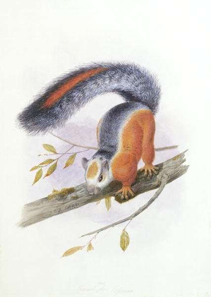 Squirrel, October 1850 by Romanticism