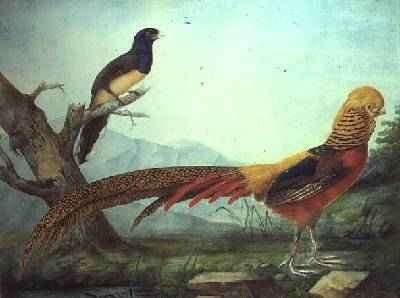 A Golden Pheasant and a Trogon by Romanticism