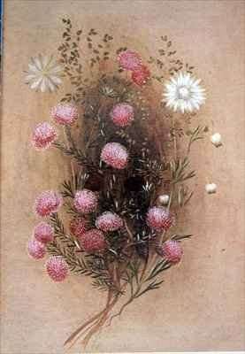 Melaleuca Flannelflower by Romanticism