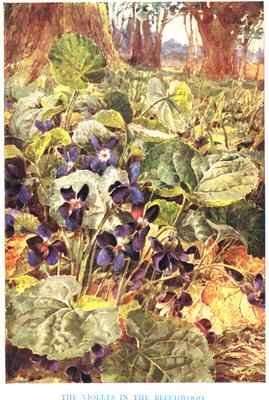 Violets in the Beechwood illustration from Country Ways and Country Days by Romanticism