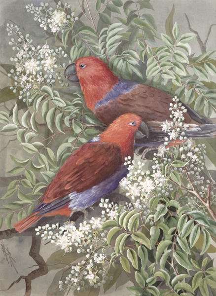 Eclectus parrot, 1917 by Romanticism