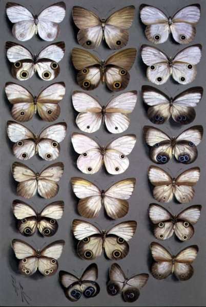 Papuan Butterflies 2, 1917-1918 by Romanticism