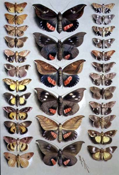 Papuan Moths, 1917-18 by Romanticism