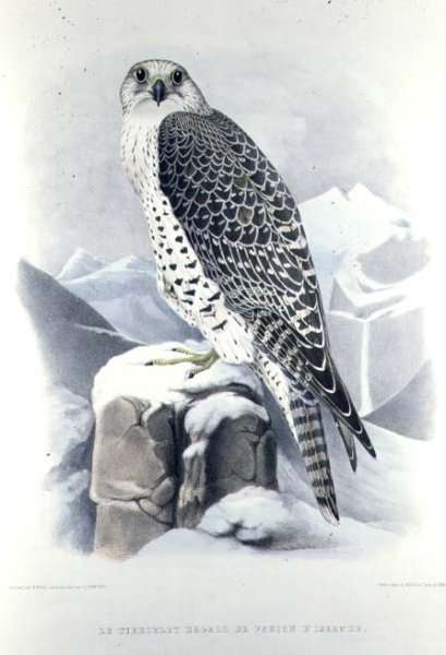 Icelandic Falcon, from Traite de Fauconnerie by H. Schlegel & A.H. Verster de Wulverhorst, 1844-53 by Romanticism