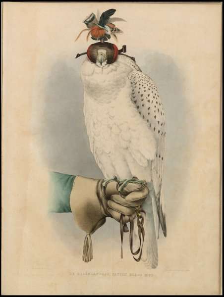 Le Groenlandais, Faucon Blanc Mue, from Traite de Fauconnerie by H. Schlegel & A.H. Verster de Wulverhorst, 1844-53 by Romanticism