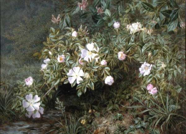 A study of Dog Roses, c.1900 by Romanticism