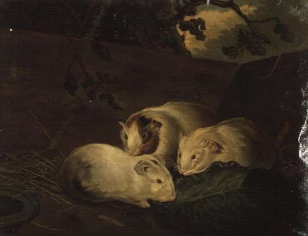 Primitive Study of Guinea Pigs by Romanticism