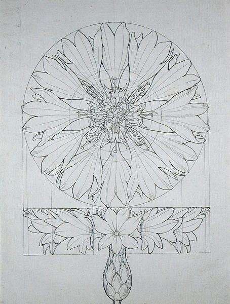 Study for a Cornflower, 1808 by Romanticism