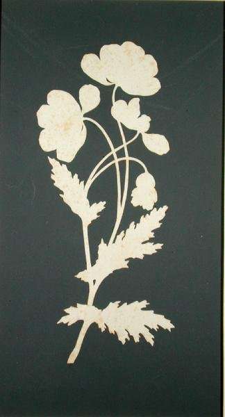 Flower 2 by Romanticism