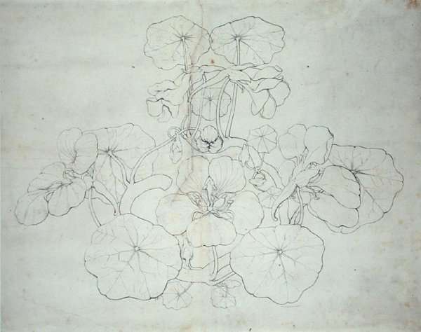 Cress by Romanticism