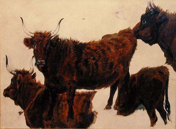 Studies of Highland Cattle by Romanticism