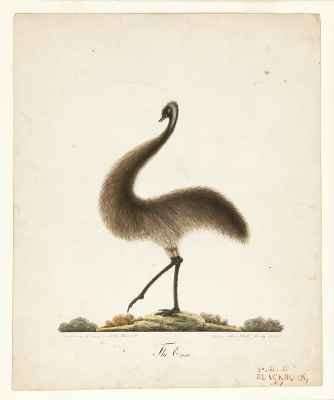 The Emu by Romanticism