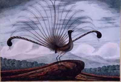 Lyrebird mamura superba by Romanticism