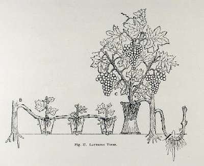 Layering vines from Thomas Mawsons The Art and Craft of Garden Making by Romanticism
