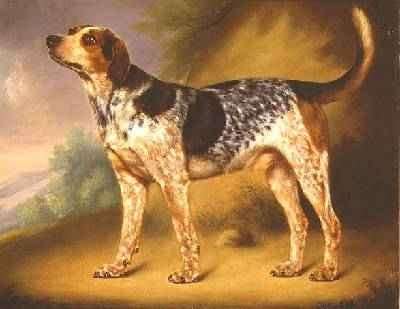Richard Stracheys Hound Glancer 1808 by Romanticism