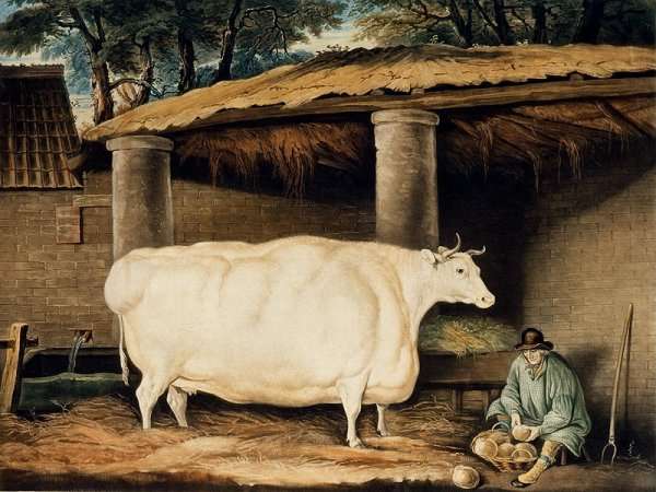 A Short Horned Heifer, engraved by William Ward, Dartington, 1811 by Romanticism