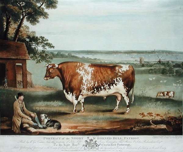 A Short Horned Bull, Patriot, engraved by William Ward, Shrewsbury, 1810 by Romanticism